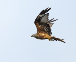 Red kite (Milvus milvus) flying with prey fish in catches, Lower Saxony, Germany