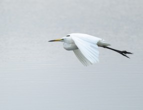 Great egret (Ardea alba) flies over a body of water, Lower Saxony, Germany
