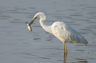 Great egret (Ardea alba) stands in the shallow water zone of a wetland with a fish in its beak,