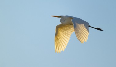 Great egret (Ardea alba) in flight, in warm orange morning light, blue sky, Lower Saxony, Germany