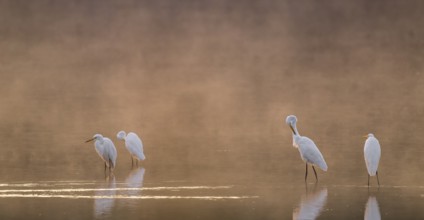 Great egrets (Ardea alba) stand in warm orange morning light in the shallow water zone of a lake