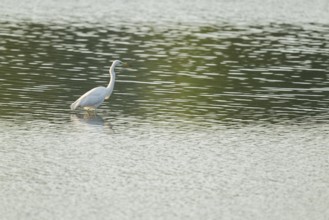 Great egret (Ardea alba) stands in the shallow water zone of a lake, Lower Saxony, Germany