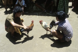 The roosters have sharp blades tied to their feet, ritual cockfighting, entertainment, gambling,
