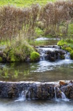 Sinterterrassen der Weißen Lauter, Bach, Water, Autumn, Donntal, Gutenberg, Swabian Jura,