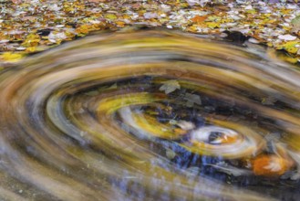 Ahron leaves in herb color turn in brook strudel (Acer) horse chestnut family (Hippocastanoideae),