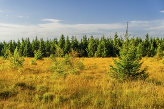 Barren landscapeof raised bog, National park of High Venn-Eifel, Wallonia, East Belgium