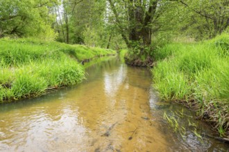 Lanscape of a little stream flowing through the forest in spring on a rainy day, Bavaria, Germany