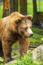 Eurasian brown bear (Ursus arctos arctos) in a forest, Austria