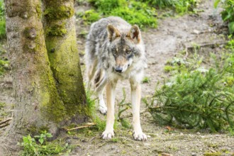 Eurasian wolf (Canis lupus lupus) in a forest, Austria