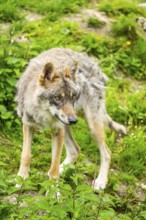 Eurasian wolf (Canis lupus lupus) in a forest, Austria