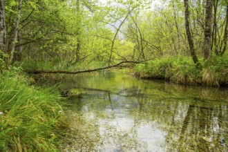 Lanscape of a little stream flowing through the forest in spring on a rainy day, Bavaria, Germany