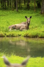 Eurasian elk (Alces alces) lying next to a little lake, Austria