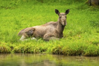 Eurasian elk (Alces alces) lying next to a little lake, Austria