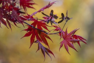 Japanese Japanese maple (Acer palmatum Trompenburg) in autumn leaves, Emsland, Lower Saxony,