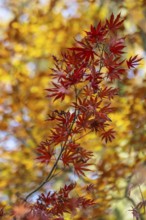 Japanese Japanese maple (Acer palmatum Trompenburg) in autumn leaves, Emsland, Lower Saxony,