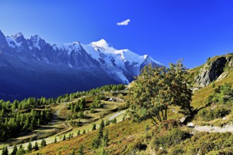 Mountain forest in an autumnal landscape with the snow-covered Mont Blanc massif in the background,