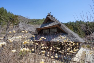 Iyashinosato open-air museum, old Japanese village with traditional houses, Fujikawaguchiko, Saiko,