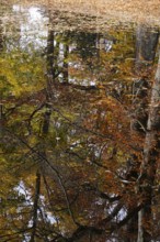 Reflection on a lake in autumn, Germany