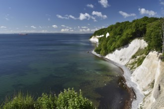 Chalk cliffs, chalk coast on the island of Rügen, Jasmund National Park, Mecklenburg-Western