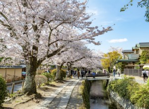 Footpath along a canal, cherry blossoms in spring, Philosopher's Path or Tetsugaku no michi, Kyoto,