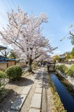Footpath along a canal, cherry blossoms in spring, Philosopher's Path or Tetsugaku no michi, Kyoto,