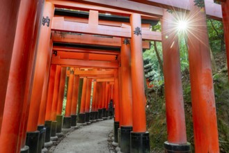 Walk through hundreds of red traditional torii gates, Fushimi Inari Taisha, Shinto Shrine, Sun