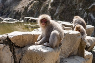 Japanese macaque (Macaca fuscata) sitting on rocks near water, Yamanouchi, Nagano Prefecture,