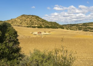 Farming landscape with sheep, Los Bañales, Layana, Zaragoza proviene, Aragon, Spain