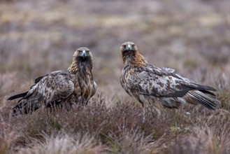 Two European golden eagles (Aquila chrysaetos chrysaetos) sitting in moorland, heathland in winter