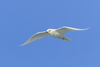 Ivory gull (Pagophila eburnea, Larus eburneus) flying against blue sky along the coast of Svalbard,