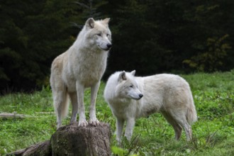 Two Arctic wolves, white wolves, polar wolves (Canis lupus arctos) in zoo, wolf species native to