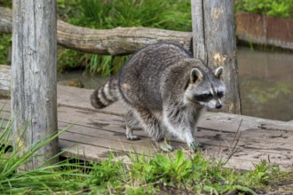 Common raccoon, North American racoon (Procyon lotor) walking over wooden footbridge, invasive