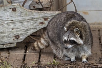 Common raccoon, North American racoon (Procyon lotor) in front of wooden shed, invasive species