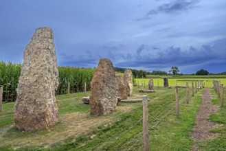 Menhirs, standing stones of conglomerate at Champ de la Longue Pierre in Wéris, Durbuy, province of