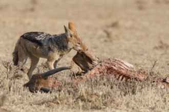 Black-backed jackal (Lupulella mesomelas), adult, feeding on skin and carcass of a common eland