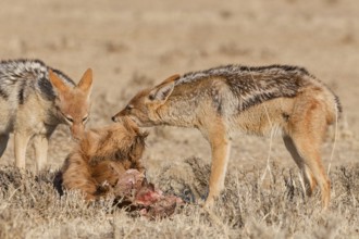 Black-backed jackals (Lupulella mesomelas), two adults, feeding on skin and carcass of a common