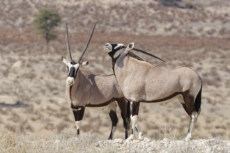 Gemsboks (Oryx gazella), two adult males, standing at the top of the hill, Kgalagadi Transfrontier