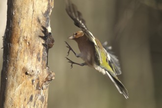 Chaffinch (Fringilla coelebs) male in flight, approach to forage wood, winter feeding, Allgäu,
