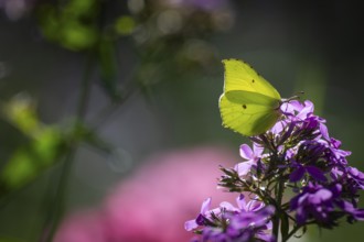 Lemon butterfly (Gonepteryx rhamni) sits on purple flowers of a flame flower or phlox, Finland