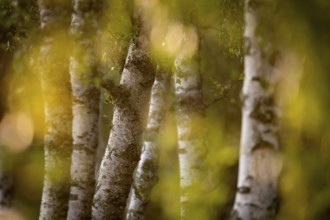 Birch stems through yellow leaves, birch (Betula), forest, Sweden