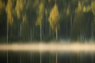Rising fog, birch trees, lakeside, lake, forest, wipe, near Sunne, Sweden