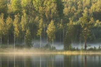 Rising fog, birch trees, lakeside, lake, surrounded by forest, near Sunne, Sweden