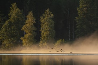 Small group of geese flying, rising fog in evening light, forest lake, near Sunne, Sweden