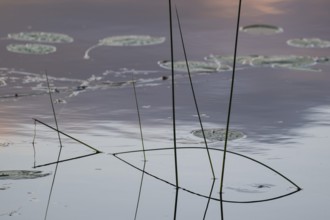 Seagrass is reflected on still water surface, lake, near Sunne, Sweden