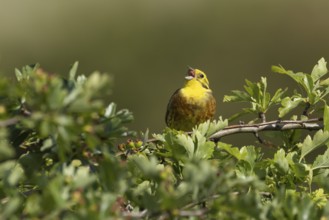 Yellowhammer (Emberiza citrinella) adult male bird singing in a hedgerow in summer, England, United