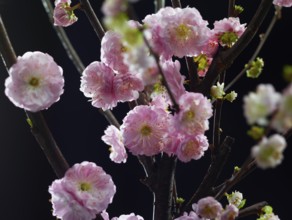 Almond branch with flowers (Prunus triloba) against a black background