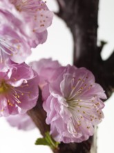 Almond branch with flowers (Prunus triloba) against white background