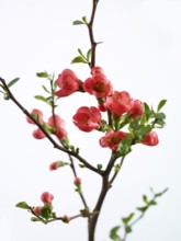 Quince branch with flowers (Cydonia oblonga) against white background