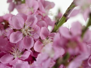 Nectarine flowers (Prunus persica var. nucipersica)