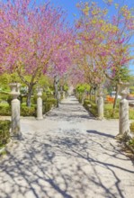 Giardino ibleo, Ragusa Ibla, Ragusa province, Sicily, Italy